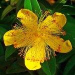 hypericum calycinum 1