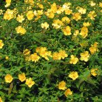 hypericum calycinum