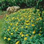 hypericum calycinum 2