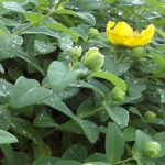 hypericum calycinum 3