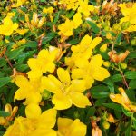 hypericum calycinum 5