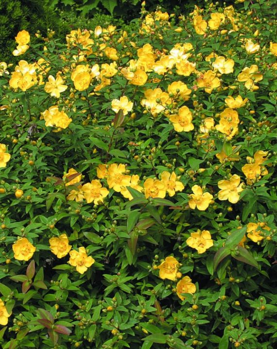 hypericum calycinum