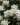 iberis sempervirens 1