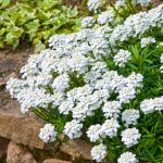 iberis sempervirens