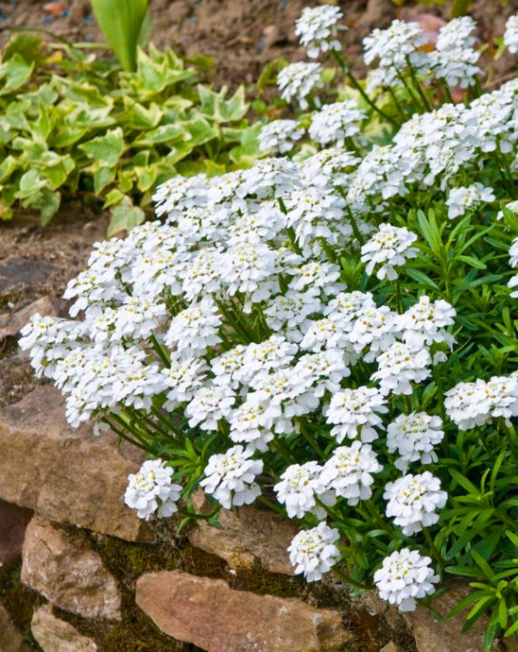 iberis sempervirens