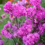 lychnis viscaria 1