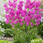 lychnis viscaria 2