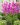 lychnis viscaria 2