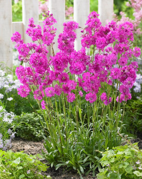 lychnis viscaria 2