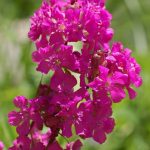 lychnis viscaria 3