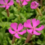 silene schafta 1