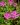 silene schafta 1