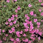 silene schafta