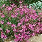 silene schafta 2