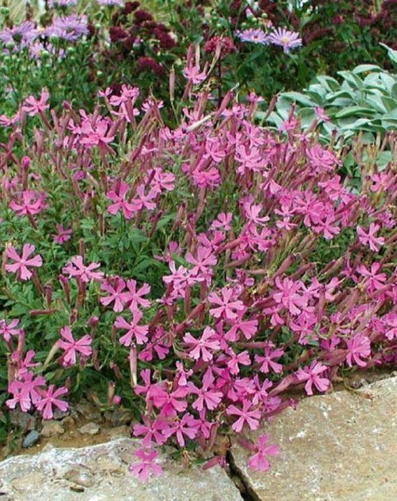 silene schafta 2