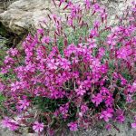 silene schafta 3