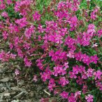 silene schafta 4