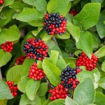 viburnum lantana 1