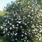 viburnum lantana