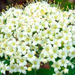 viburnum lantana 2