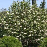 viburnum lantana 3