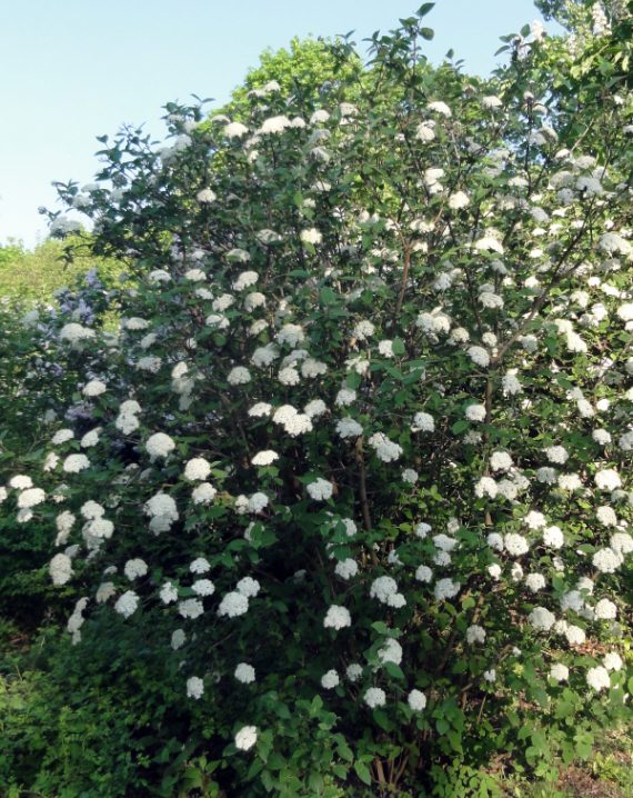 viburnum lantana
