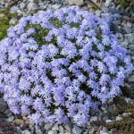Phlox Emerald Cushion Blue 0011242 3 90484