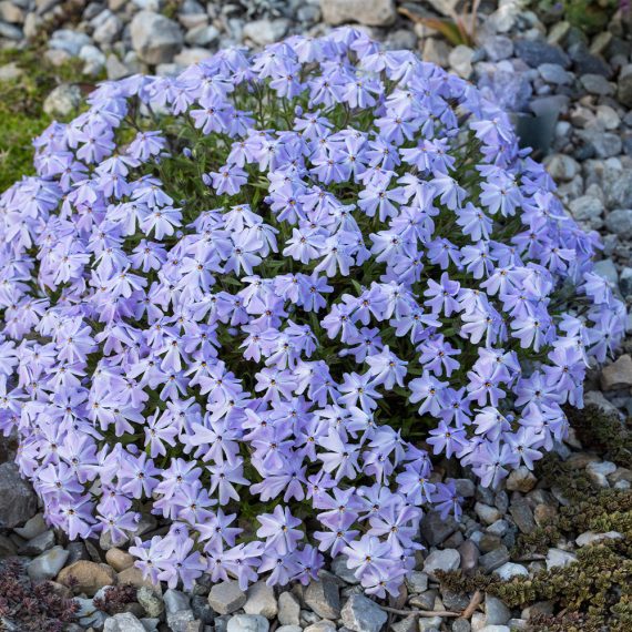 Phlox Emerald Cushion Blue 0011242 3 90484