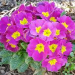 bastenska jagorcevina roze 1