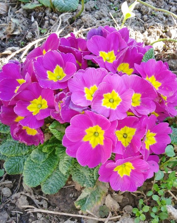 bastenska jagorcevina roze 1
