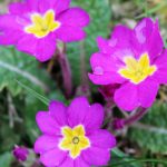 bastenska jagorcevina roze 2