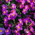bastenska jagorcevina roze 3