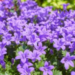 campanula portenschlagiana 1