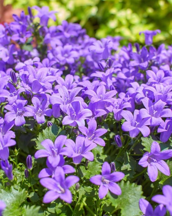 campanula portenschlagiana 1