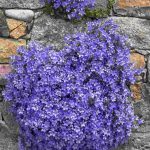 campanula portenschlagiana
