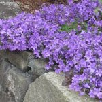 campanula portenschlagiana 2