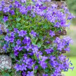 campanula portenschlagiana 3