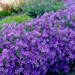 campanula portenschlagiana 4
