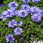 globularia cordifolia