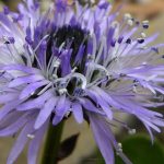 globularia cordifolia 2