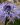 globularia cordifolia 2