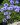 globularia cordifolia