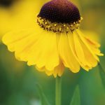 helenium zuti 1