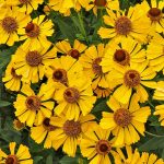 Bright yellow flowers of sneezeweed, Helenium, in a garden seen from above