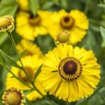 helenium zuti 2
