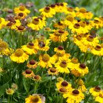 helenium zuti 3