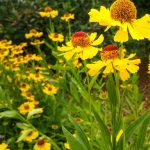 Bright yellow Helenium or sneezeweed flowers in full bloom in a summer garden