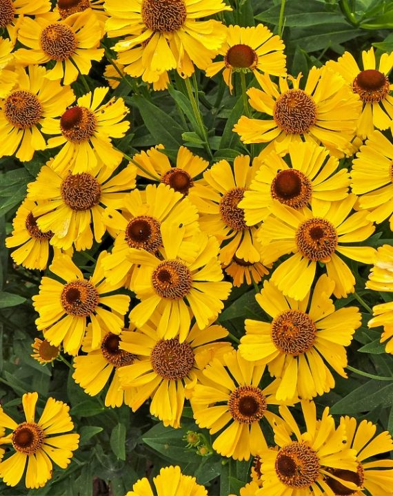 Bright yellow flowers of sneezeweed, Helenium, in a garden seen from above