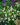 ornithogalum 1