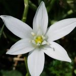 ornithogalum 2